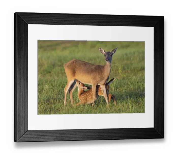 Framed Print : White-tailed Deer (Odocoileus virginianus) female with young Framed Print : White-tailed Deer (Odocoileus virginianus) female with young