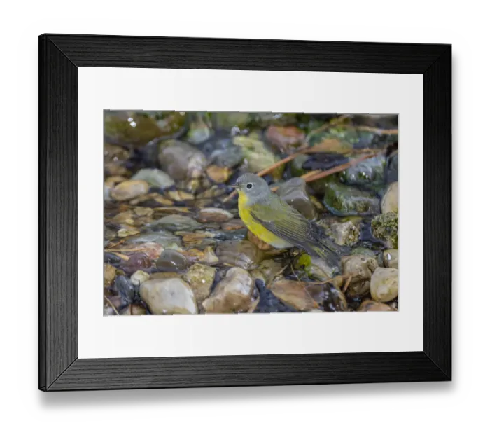 Framed Print : Nashville Warbler (Leiothlypis ruficapilla) bathing Marion County, Illinois Framed Print : Nashville Warbler (Leiothlypis ruficapilla) bathing Marion County, Illinois