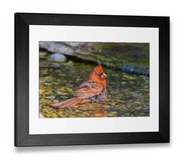 Framed Print : Northern Cardinal (Cardinalis cardinalis) male bathing Marion County, Illinois Framed Print : Northern Cardinal (Cardinalis cardinalis) male bathing Marion County, Illinois