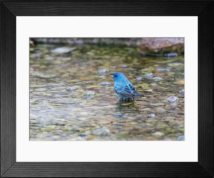 Framed Print : Indigo Bunting (Passerina cyanea) male bathing Marion County, Illinois Framed Print : Indigo Bunting (Passerina cyanea) male bathing Marion County, Illinois