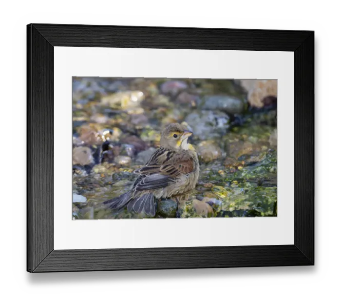 Framed Print : Dickcissel (Spiza americana) bathing Marion County, Illinois Framed Print : Dickcissel (Spiza americana) bathing Marion County, Illinois