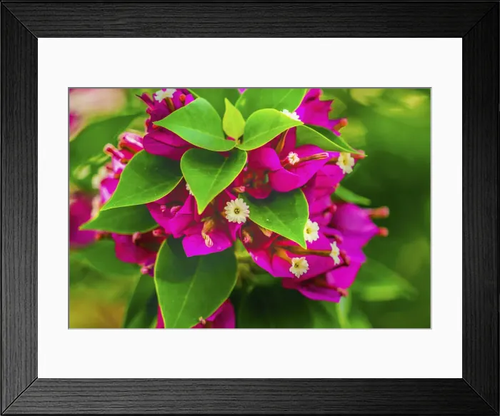 Framed Print : Pink bougainvillea closeup, Moorea, Tahiti, French Polynesia
