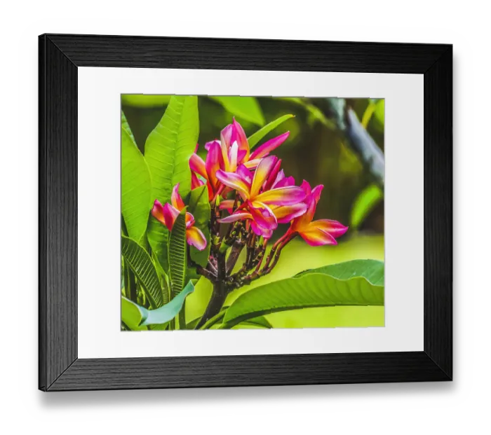 Framed Print : Frangipani Plumeria, Moorea, Tahiti, French Polynesia