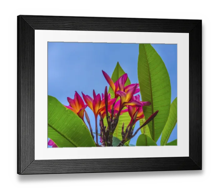 Framed Print : Frangipani Plumeria, Moorea, Tahiti, French Polynesia Framed Print : Frangipani Plumeria, Moorea, Tahiti, French Polynesia