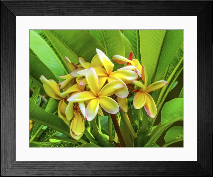 Framed Print : Frangipani plumeria, Moorea, Tahiti, French Polynesia