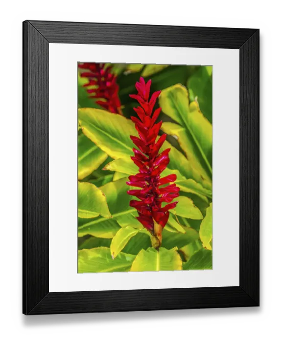 Framed Print : Pinecone ginger, Moorea, Tahiti, French Polynesia. Native to Malaysia