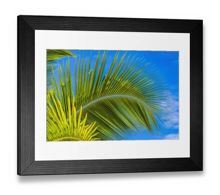 Framed Print : Green palm fronds, Moorea, Tahiti, French Polynesia