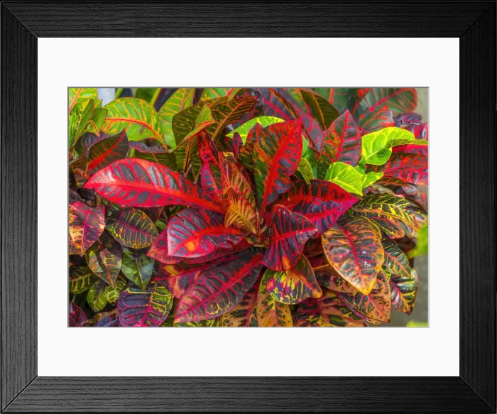 Framed Print : Colorful leaves, Moorea, Tahiti, French Polynesia Framed Print : Colorful leaves, Moorea, Tahiti, French Polynesia