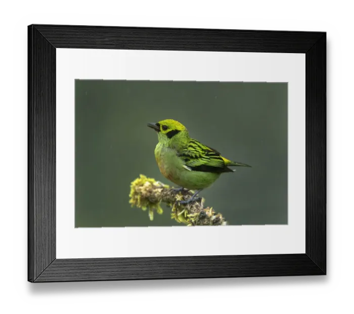 Framed Print : Costa Rica. Emerald tanager bird close-up Framed Print : Costa Rica. Emerald tanager bird close-up
