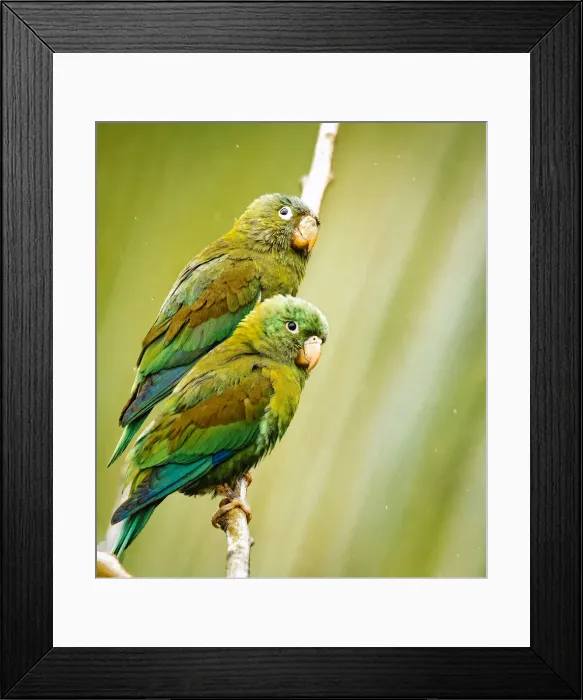Framed Print : Costa Rica, parakeet perched Framed Print : Costa Rica, parakeet perched