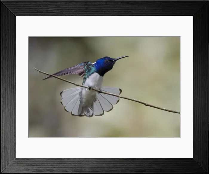 Framed Print : Belize, Central America. White-necked Jacobin. Feeding at Chan Chick Ecolodge Framed Print : Belize, Central America. White-necked Jacobin. Feeding at Chan Chick Ecolodge