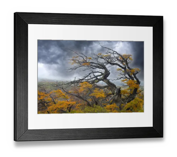 Framed Print : Argentina, Patagonia. Fierce winds have shaped these trees Framed Print : Argentina, Patagonia. Fierce winds have shaped these trees