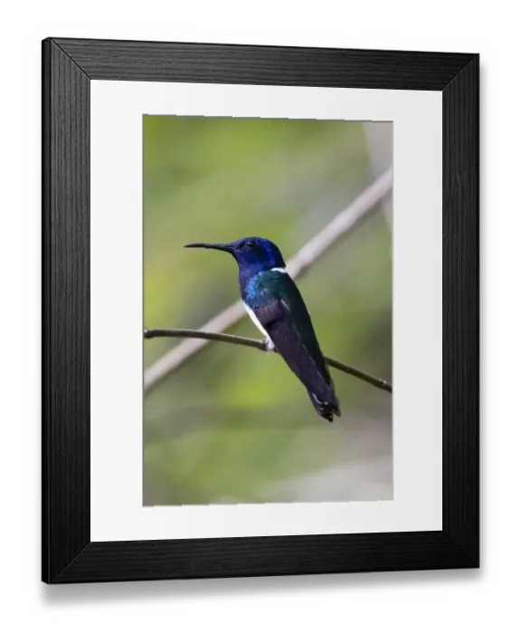 Framed Print : Belize, Central America. White-necked Jacobin. Feeding at Chan Chick Ecolodge Framed Print : Belize, Central America. White-necked Jacobin. Feeding at Chan Chick Ecolodge