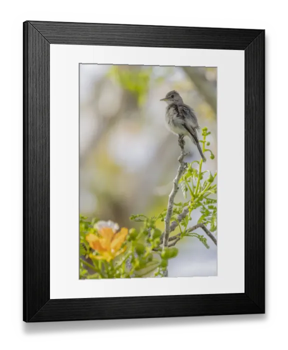 Framed Print : Belize, Central America. Morelets Seedeater Framed Print : Belize, Central America. Morelets Seedeater