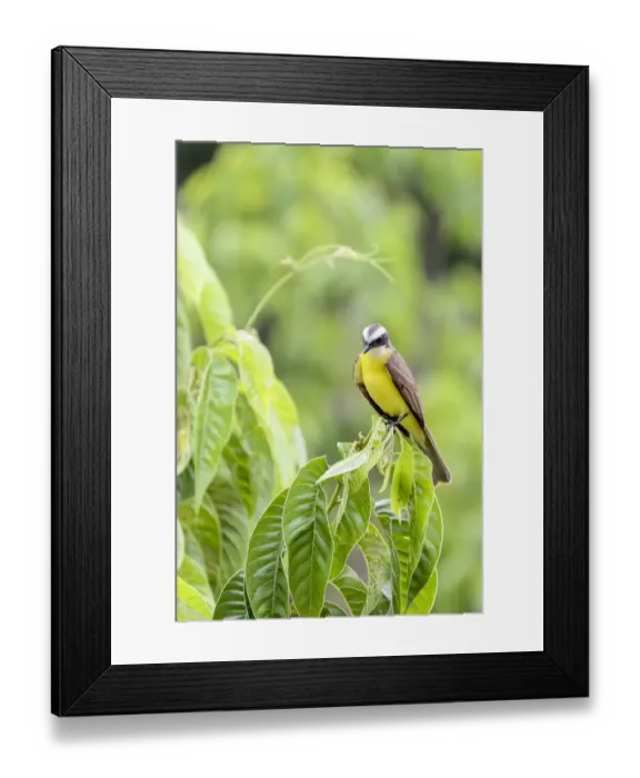Framed Print : Belize, Central America. Tropical Kingbird Framed Print : Belize, Central America. Tropical Kingbird