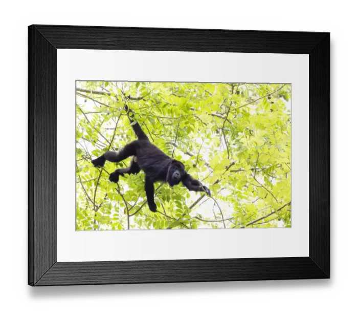 Framed Print : Belize, Central America. Howler Monkey. Their howling can travel up to 5 km in the dense