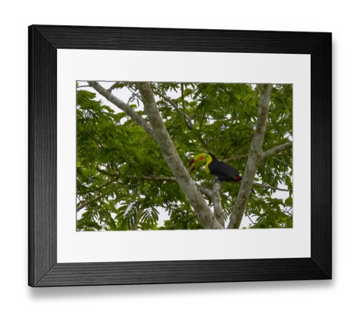 Framed Print : Belize, Central America. Keel-billed toucan