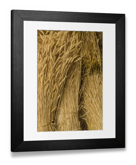 Framed Print : Sweden, Bohuslan, Tanumshede, cut wheat