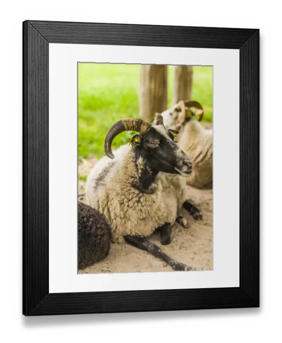 Framed Print : Sweden, Bohuslan, Tanumshede, goat Framed Print : Sweden, Bohuslan, Tanumshede, goat