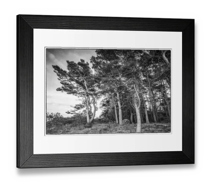 Framed Print : Sweden, Bohuslan, Salto Island, coastal trees