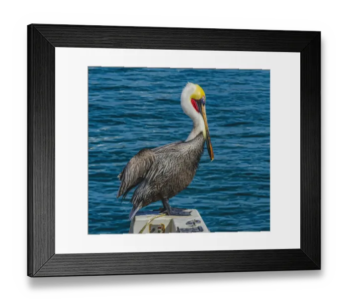 Framed Print : Brown pelican, Cabo San Lucas, Baja Mexico