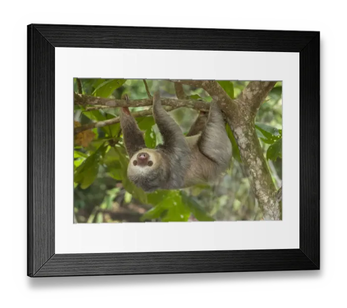 Framed Print : Costa Rica. Two-toed sloth hangs upside down in tree