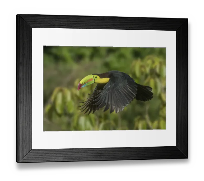 Framed Print : Costa Rica. Keel-billed toucan in flight