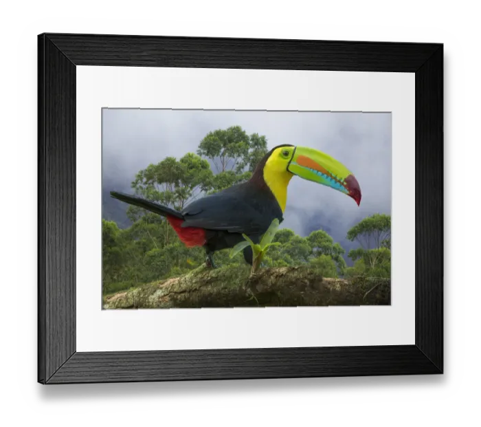 Framed Print : Costa Rica. Composite close-up of keel-billed toucan