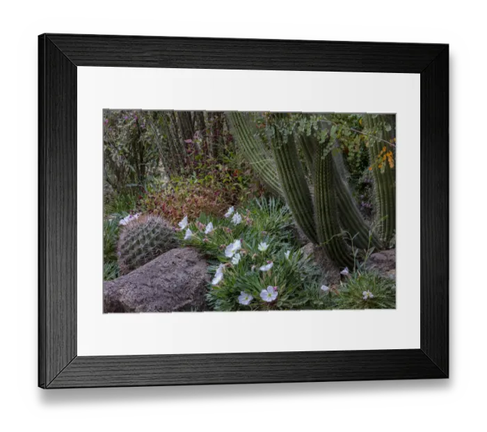 Framed Print : Spring floral desert gardens at the Arizona Sonoran Desert Museum in Tucson, Arizona, USA Framed Print : Spring floral desert gardens at the Arizona Sonoran Desert Museum in Tucson, Arizona, USA