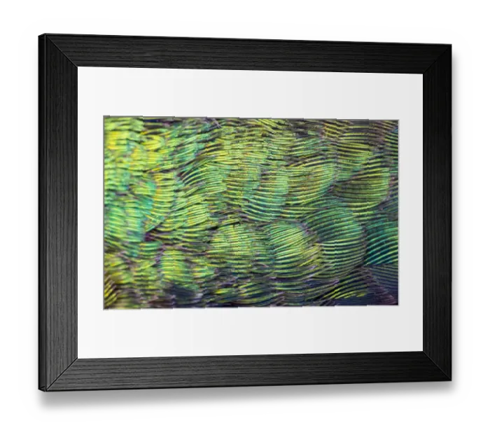 Framed Print : USA, Arizona. Close-up of hummingbird feathers Framed Print : USA, Arizona. Close-up of hummingbird feathers