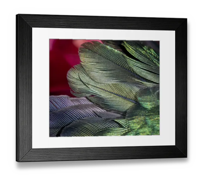 Framed Print : USA, Arizona. Close-up of hummingbird feathers Framed Print : USA, Arizona. Close-up of hummingbird feathers