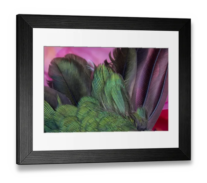 Framed Print : USA, Arizona. Close-up of hummingbird feathers Framed Print : USA, Arizona. Close-up of hummingbird feathers
