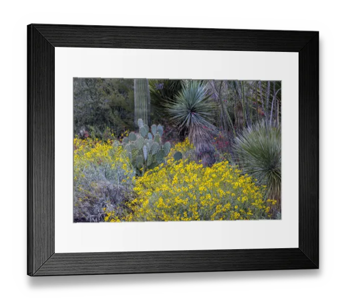 Framed Print : Spring floral desert gardens at the Arizona Sonoran Desert Museum in Tucson, Arizona, USA Framed Print : Spring floral desert gardens at the Arizona Sonoran Desert Museum in Tucson, Arizona, USA