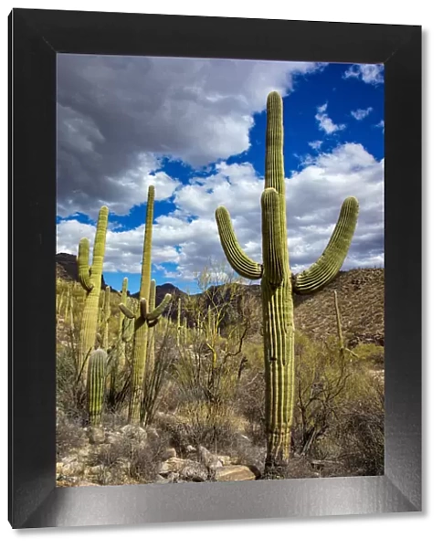 Saguaro Cactus in the Santa Catalina Mountains in Coronado National Forest in Tucson