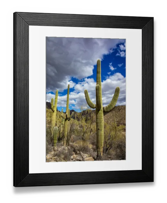 Framed Print : Saguaro Cactus in the Santa Catalina Mountains in Coronado National Forest in Tucson Framed Print : Saguaro Cactus in the Santa Catalina Mountains in Coronado National Forest in Tucson