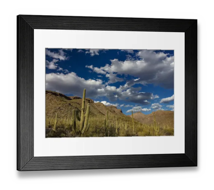 Framed Print : Saguaro Cactus in the Santa Catalina Mountains in Coronado National Forest in Tucson Framed Print : Saguaro Cactus in the Santa Catalina Mountains in Coronado National Forest in Tucson