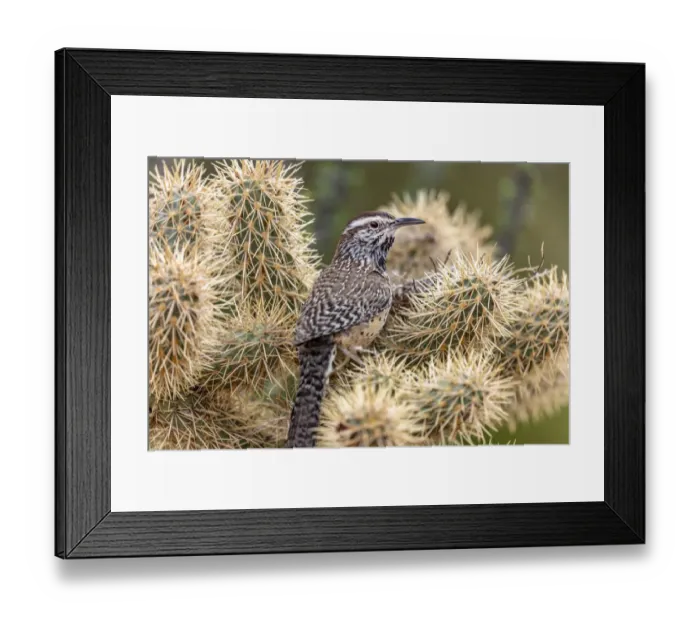 Framed Print : Cactus Wren nest building in teddy bear cholla at the Arizona Sonoran Desert Museum in Framed Print : Cactus Wren nest building in teddy bear cholla at the Arizona Sonoran Desert Museum in