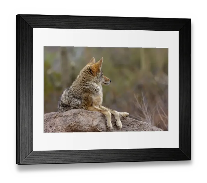 Framed Print : Coyote at the Arizona Sonoran Desert Museum in Tucson, Arizona, USA