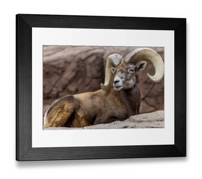 Framed Print : Desert Bighorn Sheep Ram at the Arizona Sonoran Desert Museum in Tucson, Arizona, USA Framed Print : Desert Bighorn Sheep Ram at the Arizona Sonoran Desert Museum in Tucson, Arizona, USA