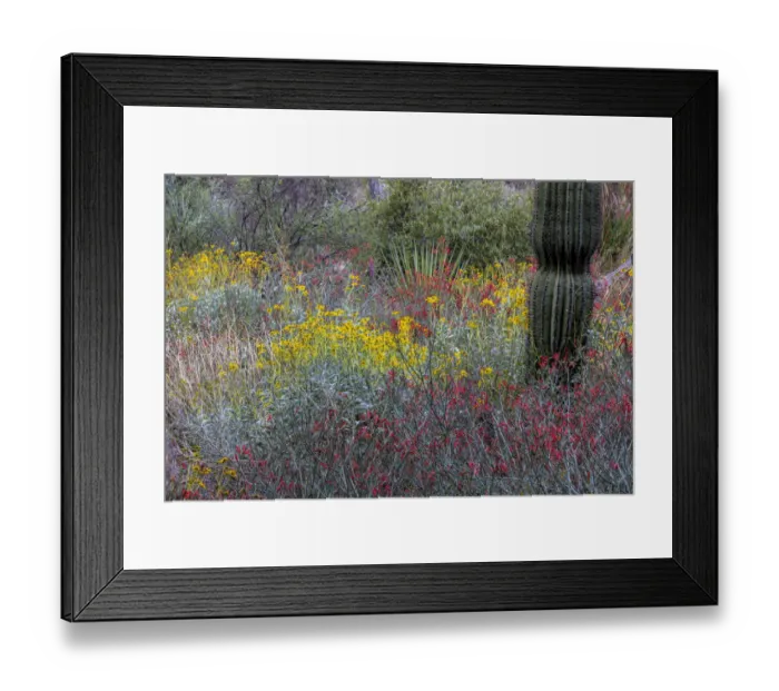 Framed Print : Spring floral desert gardens at the Arizona Sonoran Desert Museum in Tucson, Arizona, USA Framed Print : Spring floral desert gardens at the Arizona Sonoran Desert Museum in Tucson, Arizona, USA