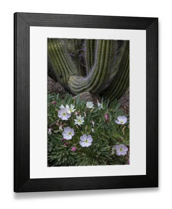 Framed Print : Spring floral desert gardens at the Arizona Sonoran Desert Museum in Tucson, Arizona, USA Framed Print : Spring floral desert gardens at the Arizona Sonoran Desert Museum in Tucson, Arizona, USA