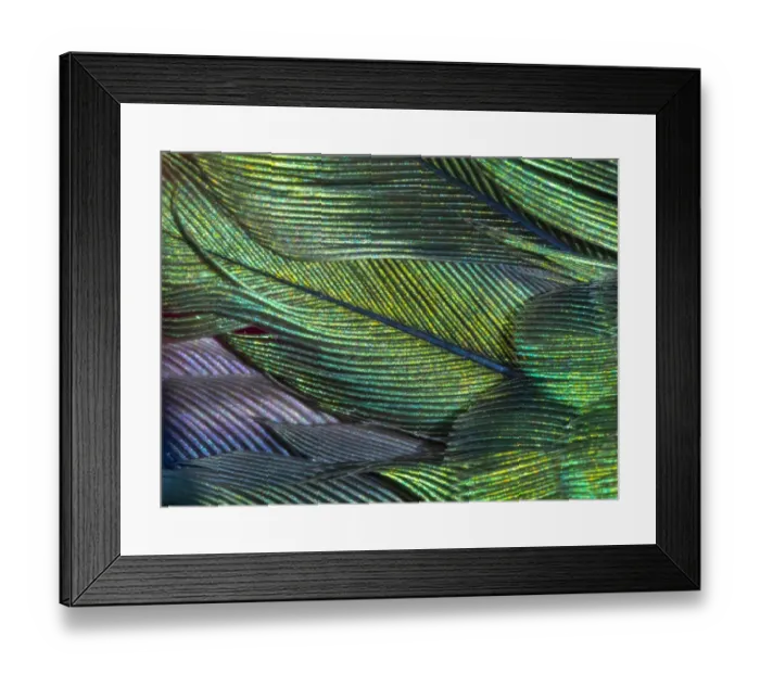 Framed Print : USA, Arizona. Close-up of hummingbird feathers