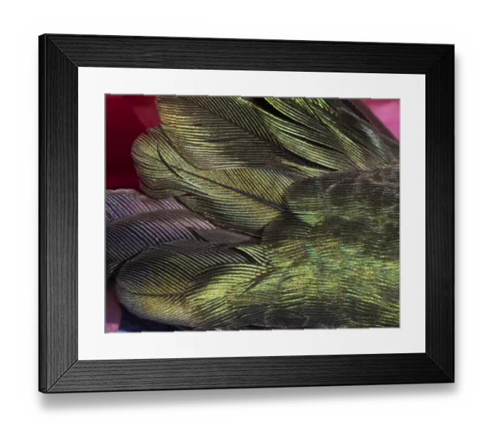 Framed Print : USA, Arizona. Close-up of hummingbird feathers Framed Print : USA, Arizona. Close-up of hummingbird feathers