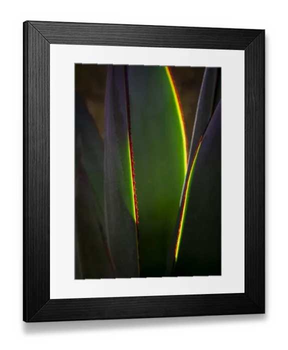 Framed Print : USA, Arizona, Phoenix. Backlit variegated agave cactus Framed Print : USA, Arizona, Phoenix. Backlit variegated agave cactus