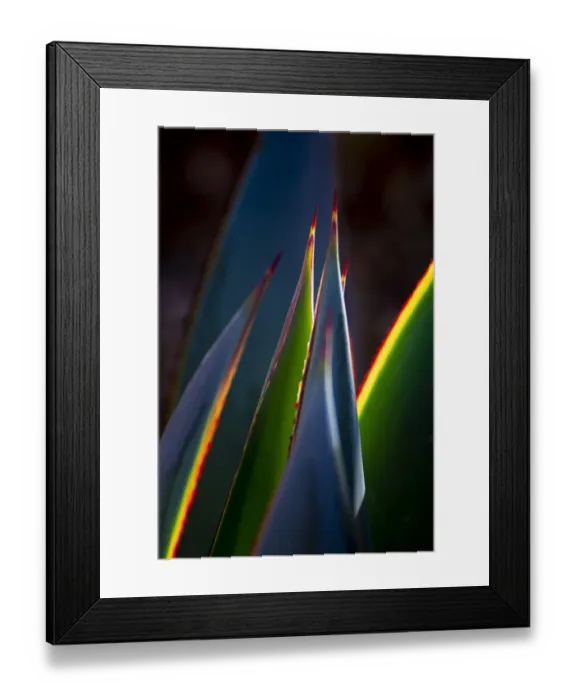 Framed Print : USA, Arizona, Phoenix. Backlit variegated agave cactus Framed Print : USA, Arizona, Phoenix. Backlit variegated agave cactus
