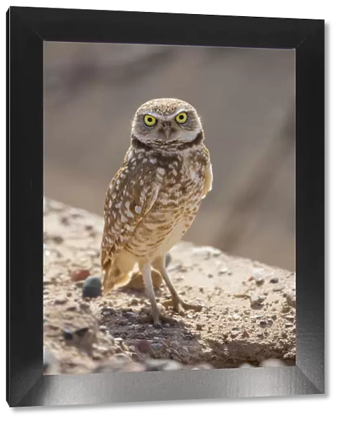 USA, Arizona. Burrowing owl close-up