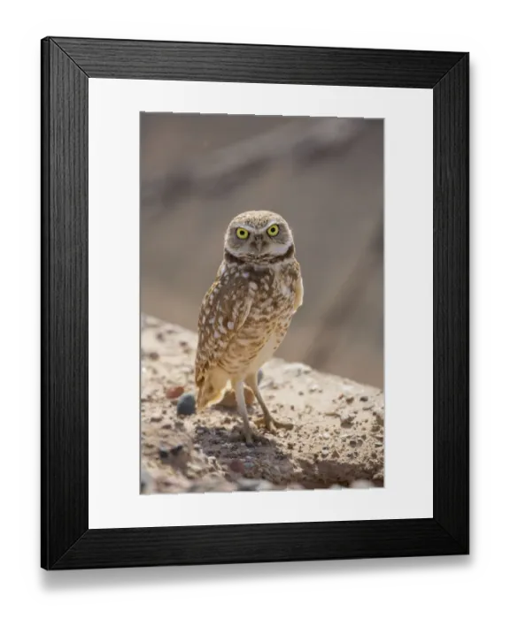 Framed Print : USA, Arizona. Burrowing owl close-up Framed Print : USA, Arizona. Burrowing owl close-up