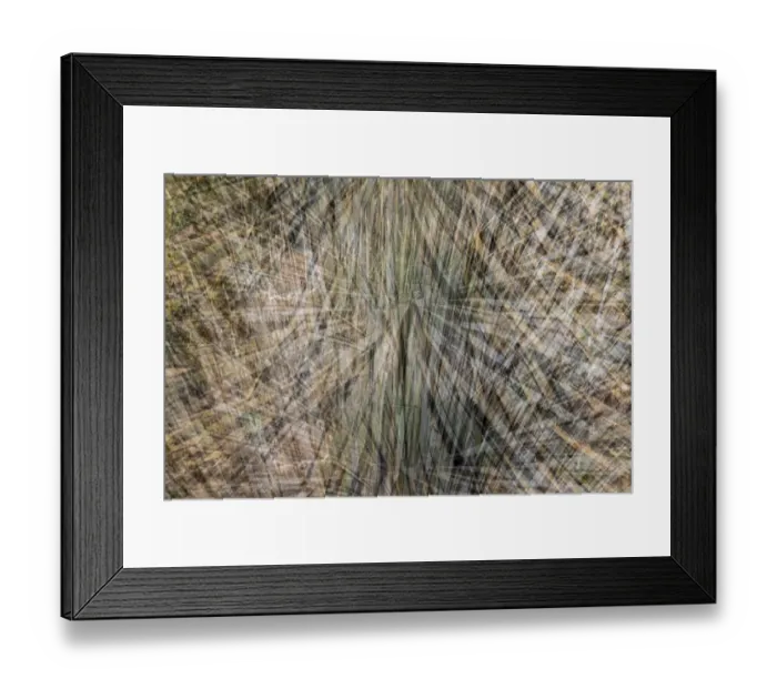 Framed Print : USA, Arizona, Phoenix. Yucca cactus abstract Framed Print : USA, Arizona, Phoenix. Yucca cactus abstract