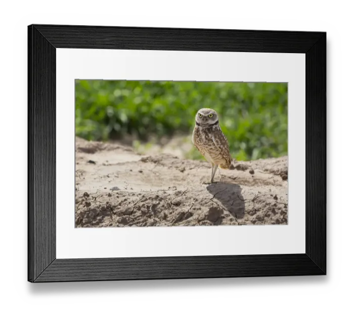 Framed Print : USA, Arizona. Burrowing owl close-up Framed Print : USA, Arizona. Burrowing owl close-up