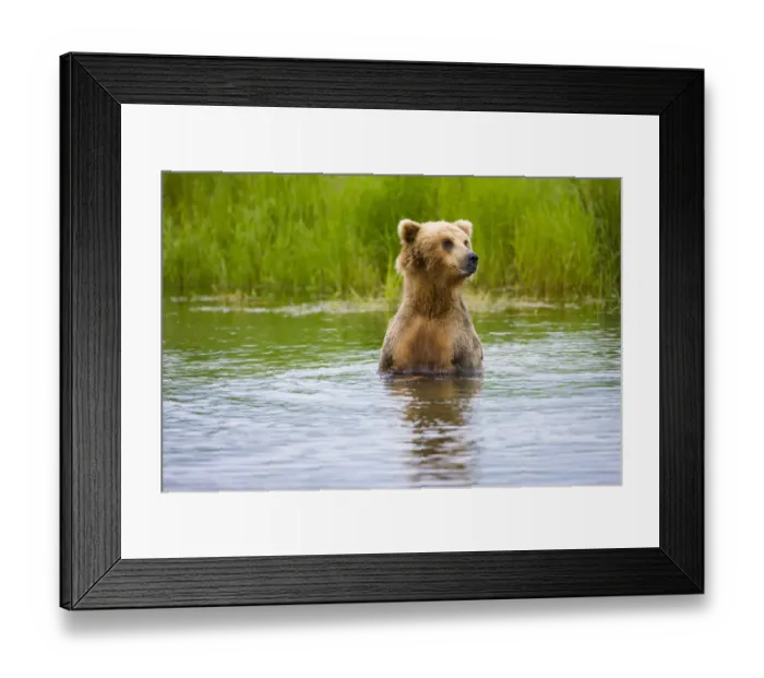 Framed Print : Brown Bear standing on Brooks River, Katmai National Park, Alaska, USA